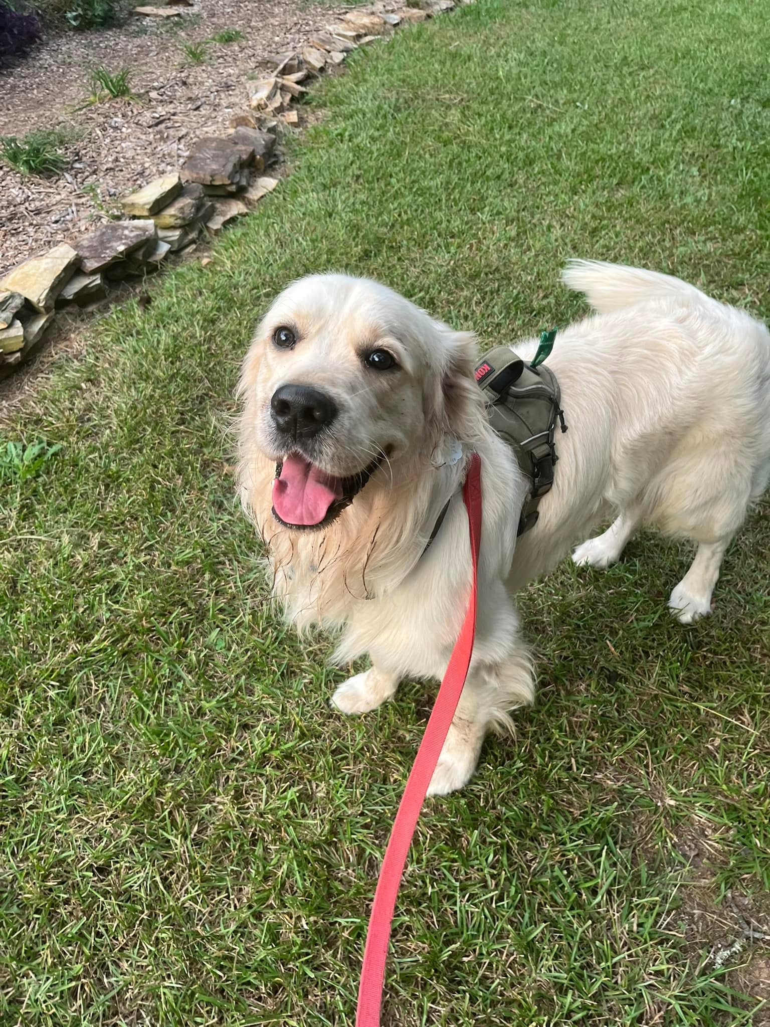 A happy cream-colored dog on a green lawn