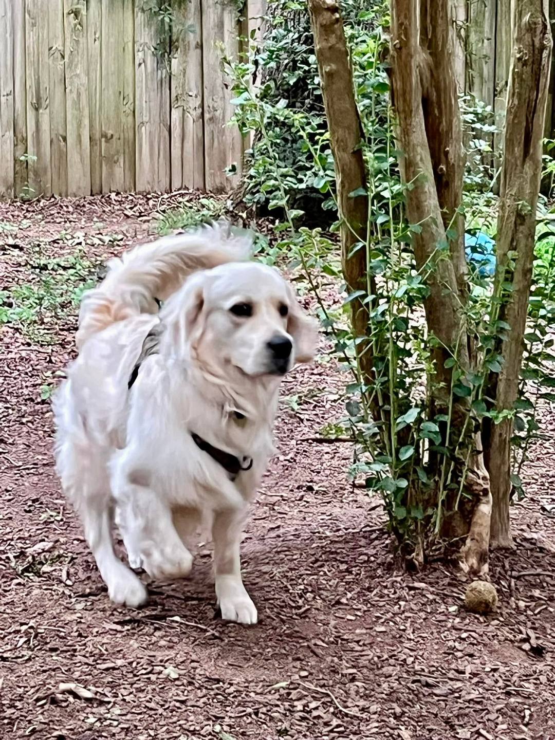 A cream-colored dog exploring beside trees and a wooden fence