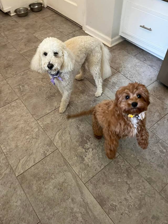 Cream and reddish curly-coated dogs looking up in a bright kitchen