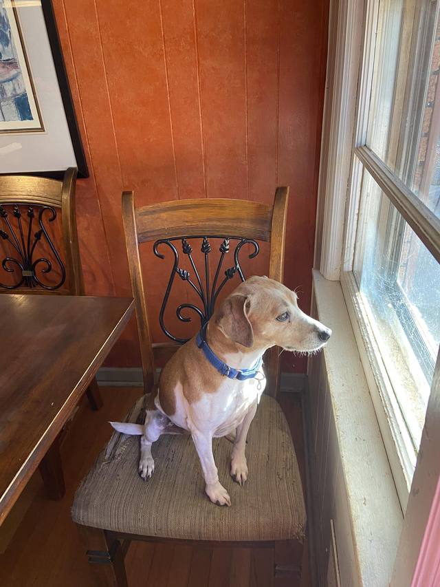 Brown and white dog sitting on a chair and looking out of a window
