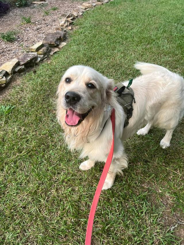 Cream dog wearing a harness on a green lawn