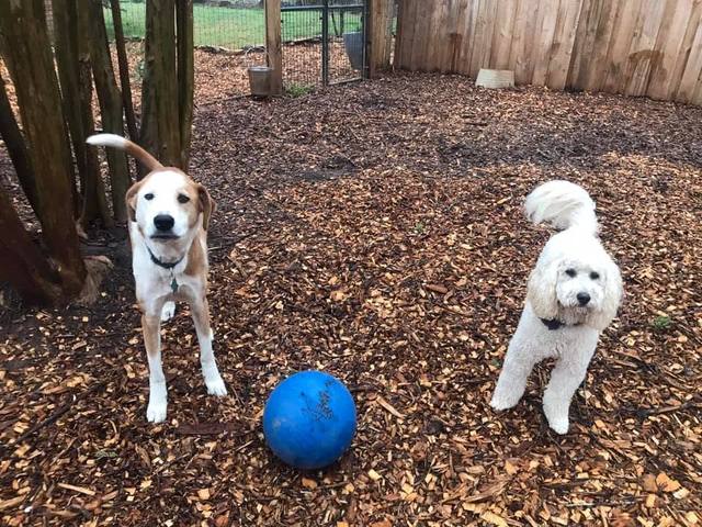 Dogs playing beside a blue ball in a fenced yard