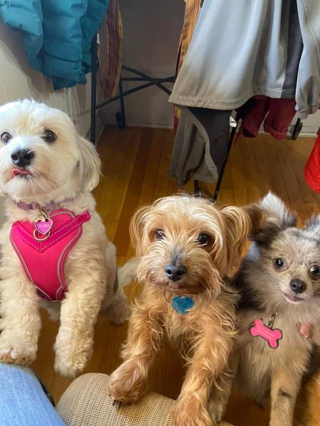 Three small dogs together inside a home