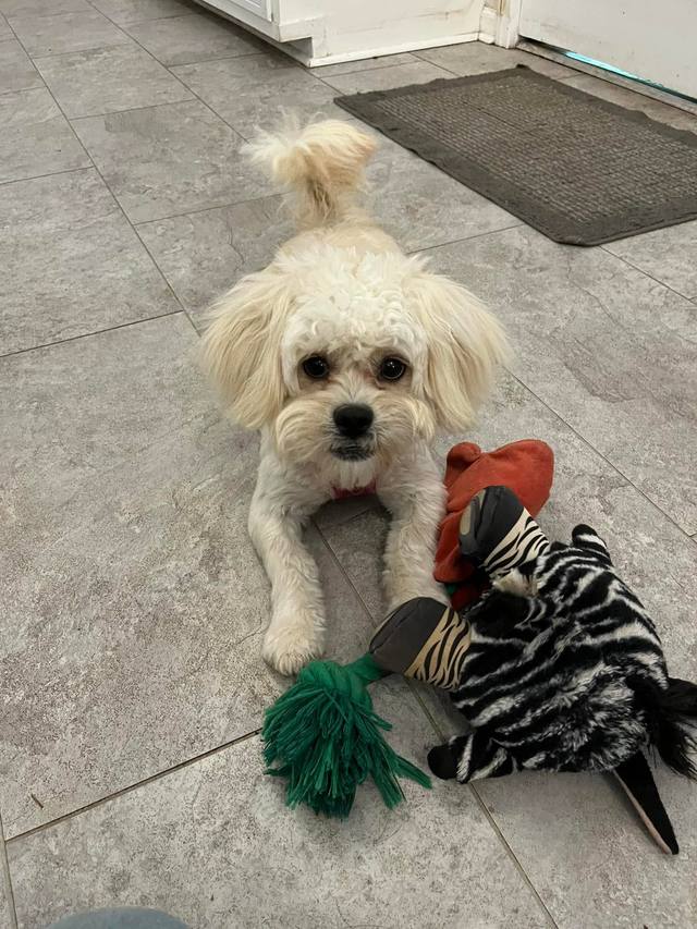 Small cream dog playing with a colorful toy indoors